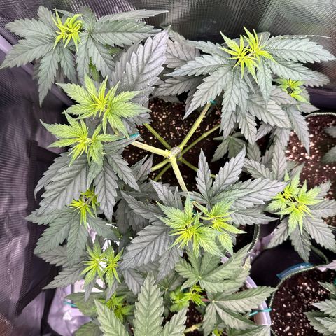 Special Kush #1 growlog timeline photo