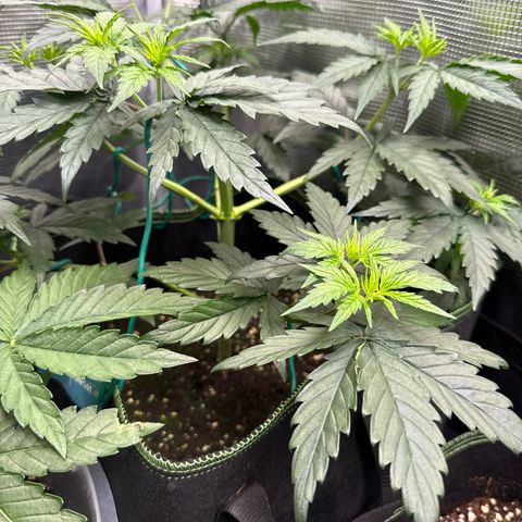 Special Kush #1 growlog timeline photo