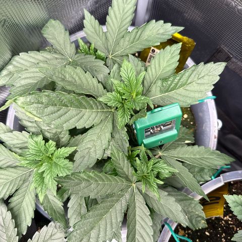 Rainbow Melon growlog timeline photo