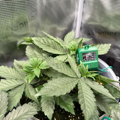 Rainbow Melon growlog timeline photo