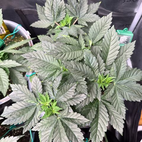Gorilla Melon growlog timeline photo