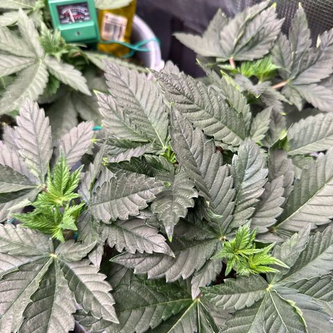 Gorilla Melon growlog timeline photo