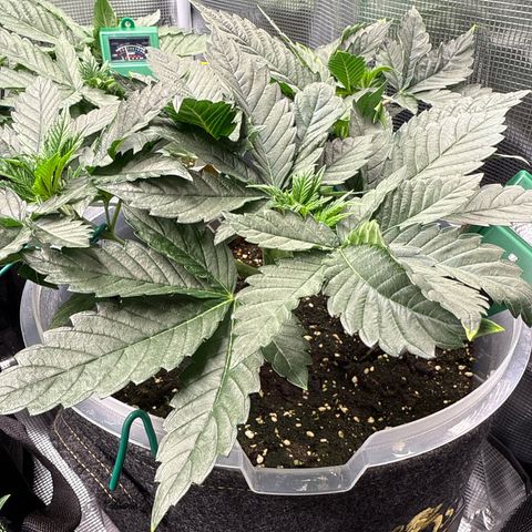 Gorilla Melon growlog timeline photo