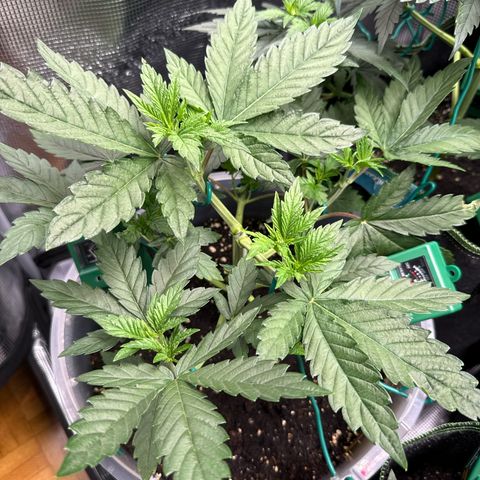 Lemonpaya growlog timeline photo