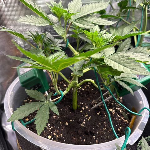Lemonpaya growlog timeline photo