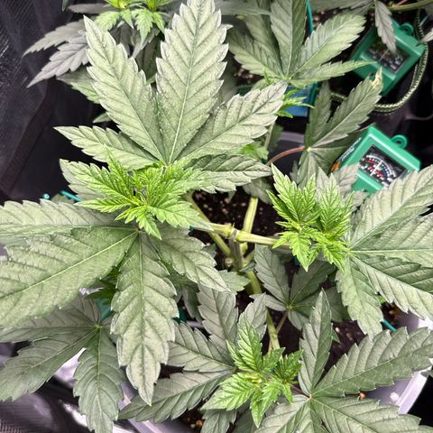 Lemonpaya growlog timeline photo