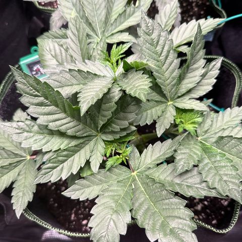 Gorilla Melon growlog timeline photo