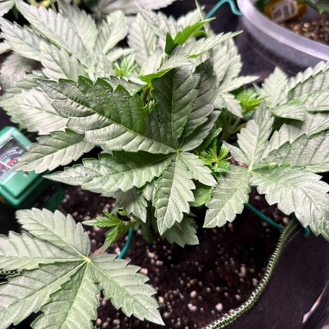 Gorilla Melon growlog timeline photo
