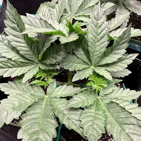 Gorilla Melon growlog timeline photo