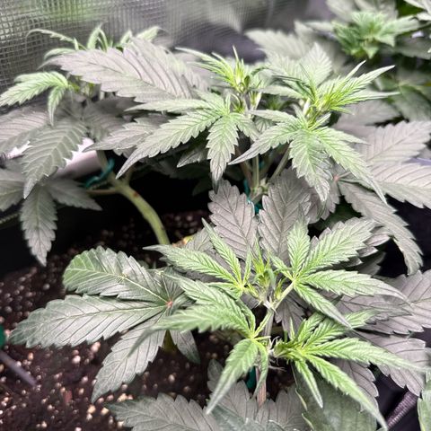 Fat Banana growlog timeline photo