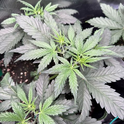 Fat Banana growlog timeline photo