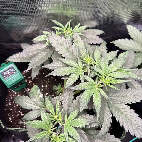 Fat Banana growlog timeline photo