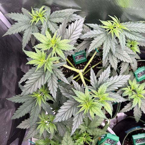 Special Kush #1 growlog timeline photo