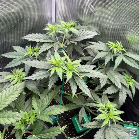 Special Kush #1 growlog timeline photo