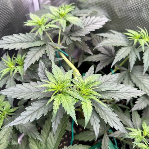 Special Kush #1 growlog timeline photo