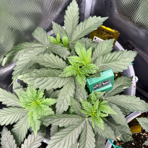 Rainbow Melon growlog timeline photo