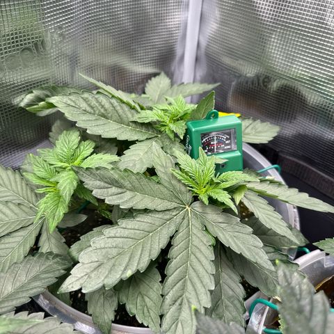 Rainbow Melon growlog timeline photo