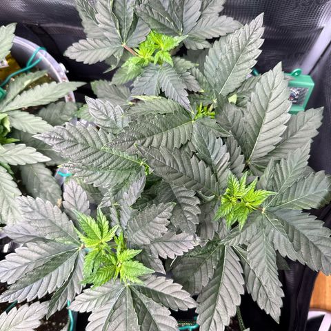Gorilla Melon growlog timeline photo