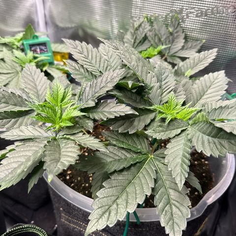 Gorilla Melon growlog timeline photo