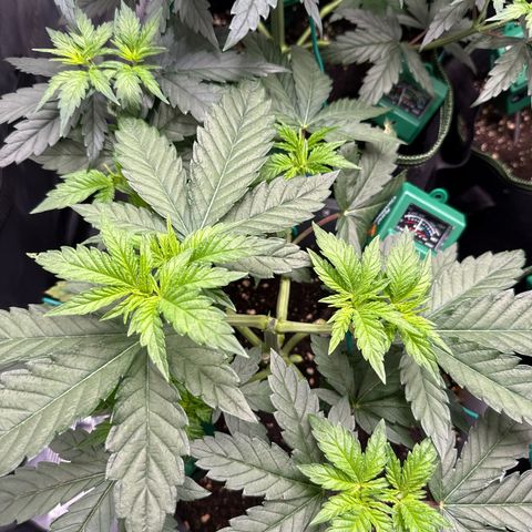Lemonpaya growlog timeline photo