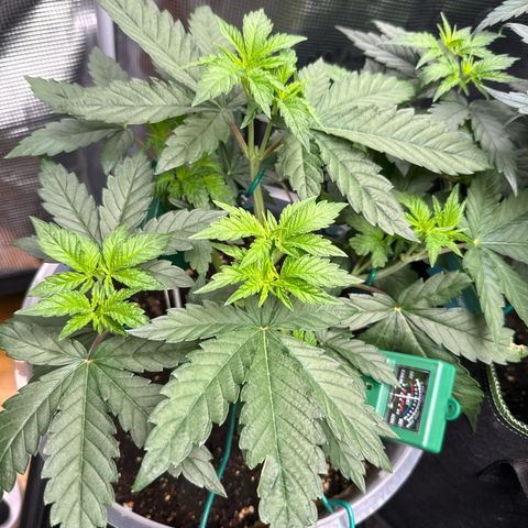 Lemonpaya growlog timeline photo