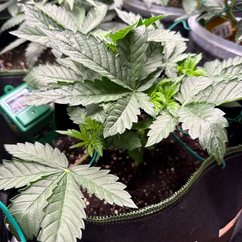 Gorilla Melon growlog timeline photo
