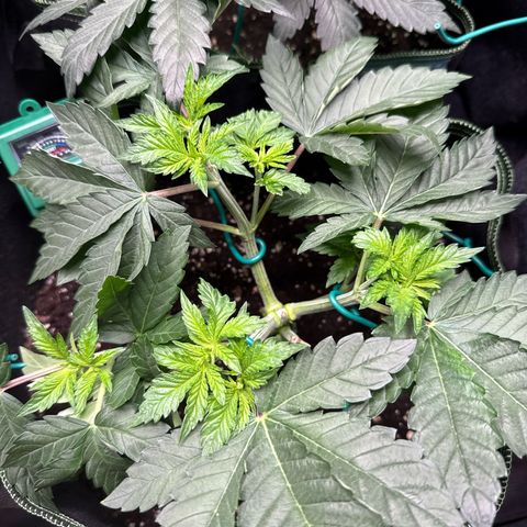 Gorilla Melon growlog timeline photo
