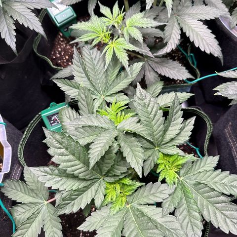 Gorilla Melon growlog timeline photo