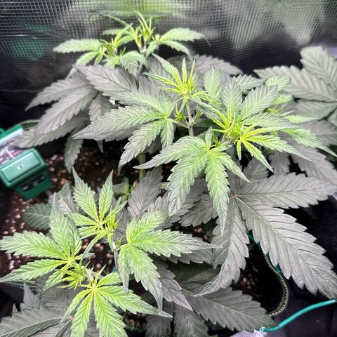 Fat Banana growlog timeline photo