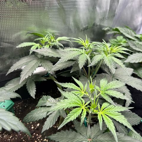 Fat Banana growlog timeline photo