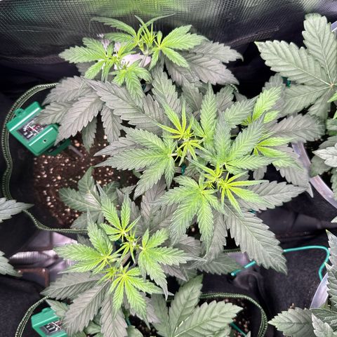 Fat Banana growlog timeline photo