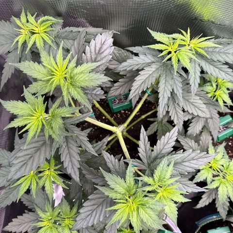 Special Kush #1 growlog timeline photo