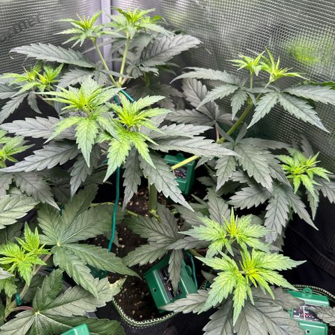 Special Kush #1 growlog timeline photo