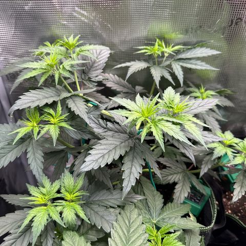 Special Kush #1 growlog timeline photo