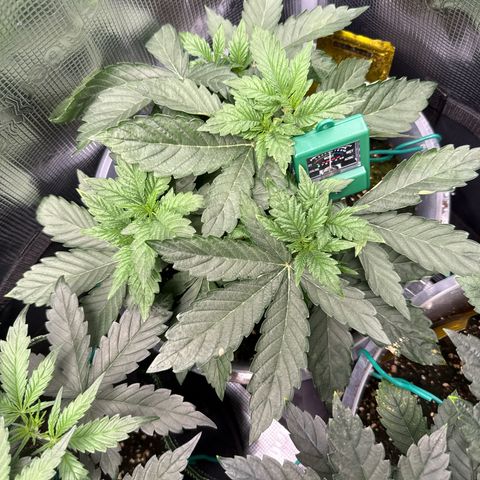 Rainbow Melon growlog timeline photo