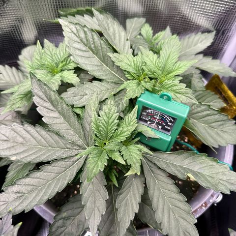 Rainbow Melon growlog timeline photo