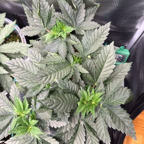Gorilla Melon growlog timeline photo