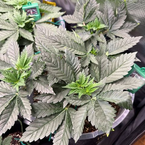 Gorilla Melon growlog timeline photo