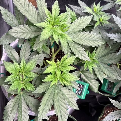 Lemonpaya growlog timeline photo