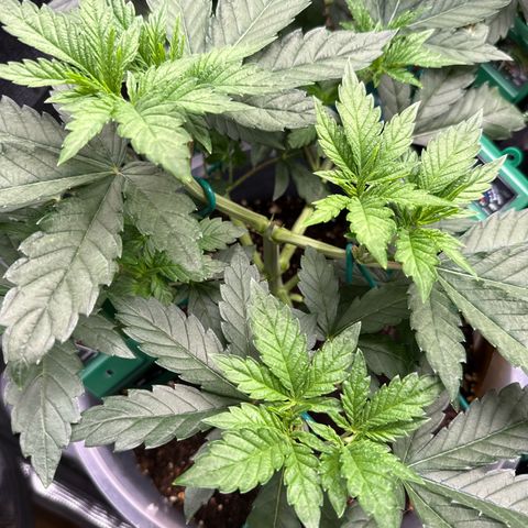 Lemonpaya growlog timeline photo