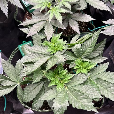 Gorilla Melon growlog timeline photo