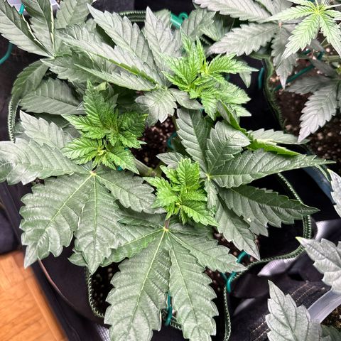 Gorilla Melon growlog timeline photo