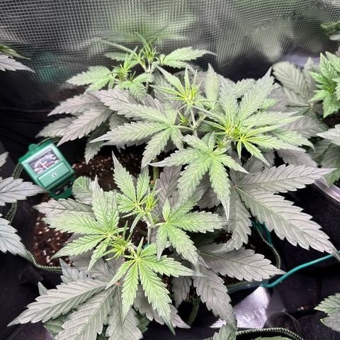 Fat Banana growlog timeline photo