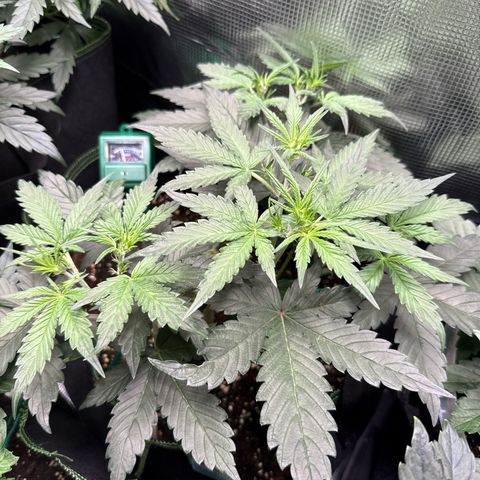 Fat Banana growlog timeline photo