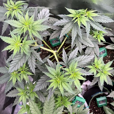 Special Kush #1 growlog timeline photo