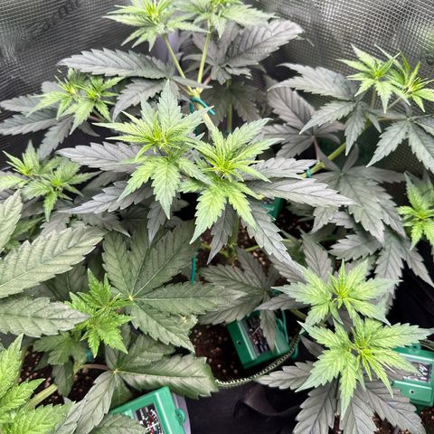Special Kush #1 growlog timeline photo