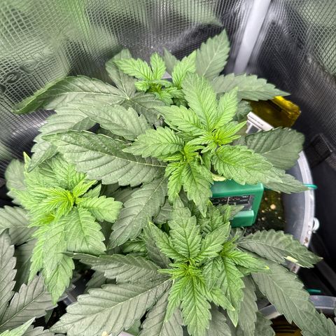 Rainbow Melon growlog timeline photo