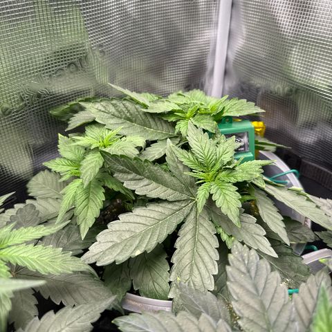 Rainbow Melon growlog timeline photo