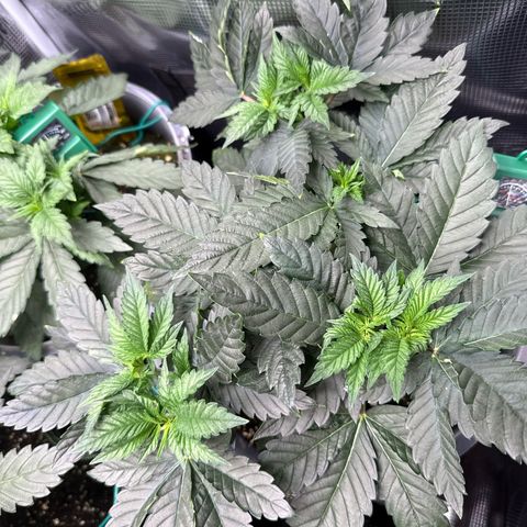 Gorilla Melon growlog timeline photo