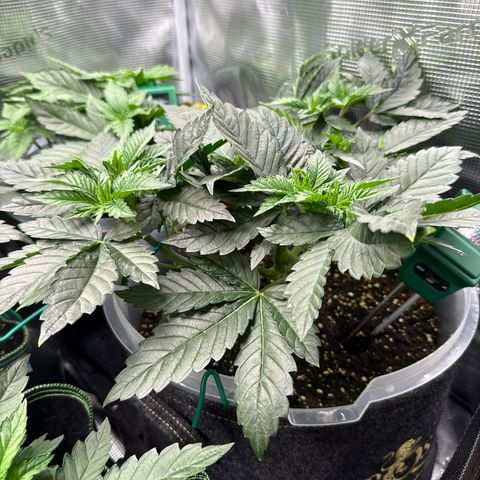 Gorilla Melon growlog timeline photo